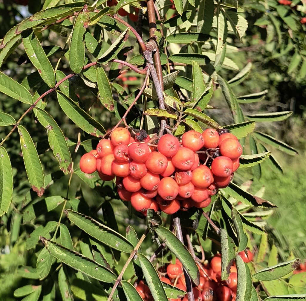 Punaisia pihlajanmarjoja